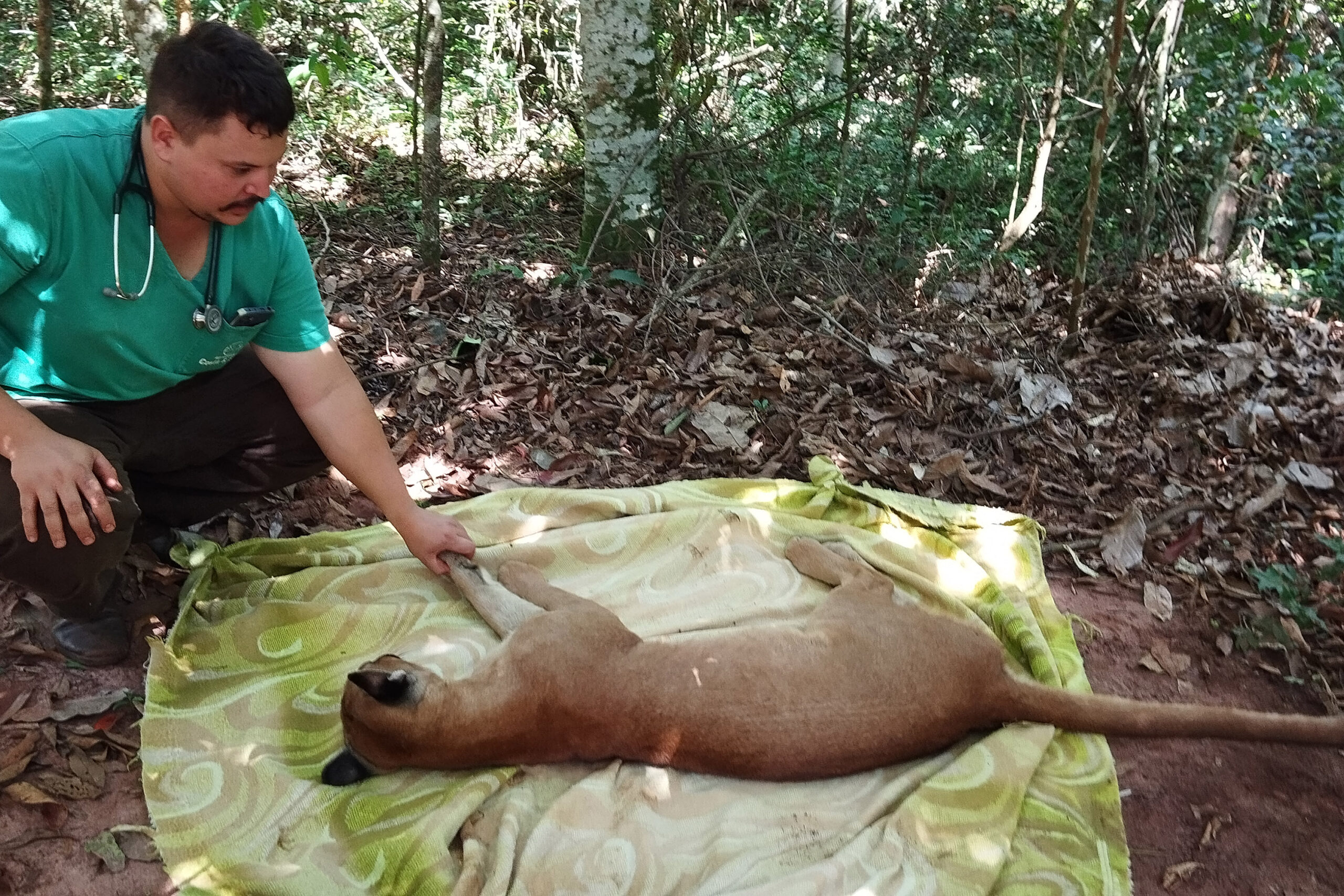 Após uma bateria de exames, a onça-parda foi devolvida ao seu habitat natural.