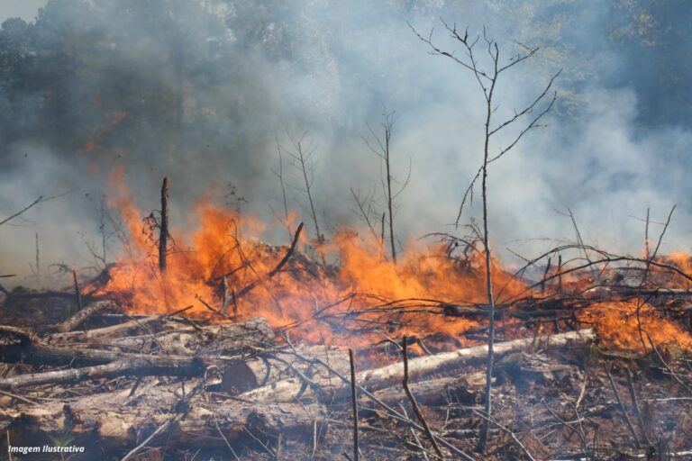 O Brasil já perdeu 33% das áreas naturais