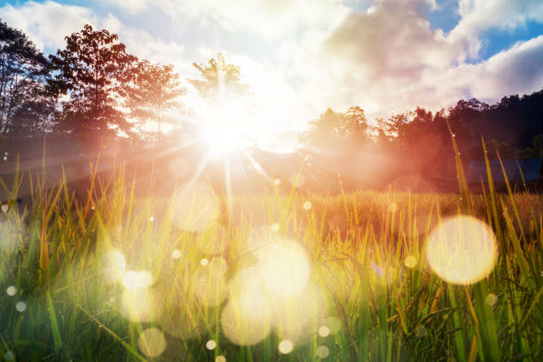 Sunrise and bokeh over paddy rice field. Paddy field farming at sunrise.