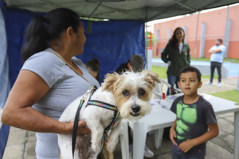 4,2 mil vagas para castração gratuita de cães e gatos