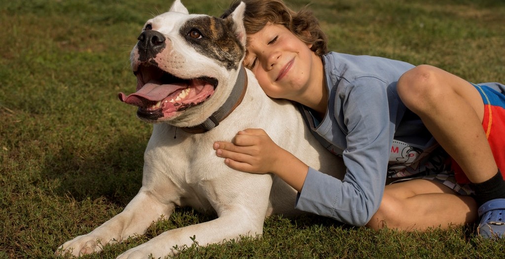 Castração de pitbulls é arquivada por comissão da Câmara de Curitiba