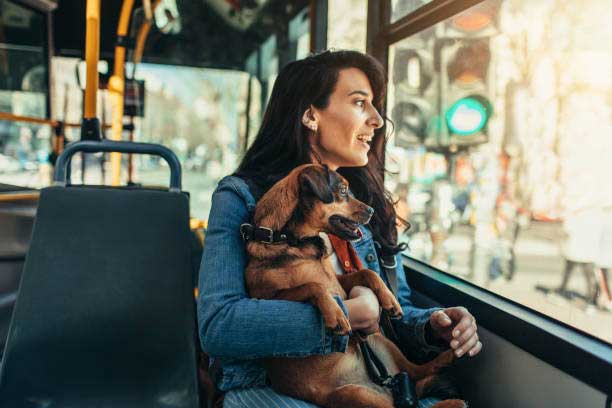 Transporte de pets nos ônibus de Curitiba é aprovado em 1º turno